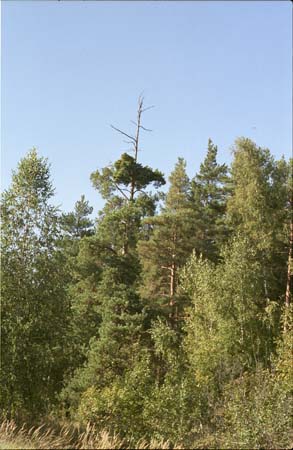 Лес в окресности города Жукова на реке Протва близ пионер-лагеря "Солнечный" позже им. Жукова (ныне ликвидирован)