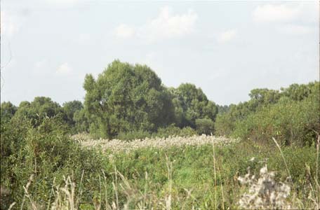 Поля и леса в окресности города Жукова на реке Протва