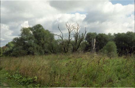 Поле и лес в окресности города Жукова на реке Протва