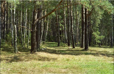 Лес в окресности города Жукова на реке Протва возле пионер-лагеря "Солнечный" позже им. Жукова (ныне ликвидирован)