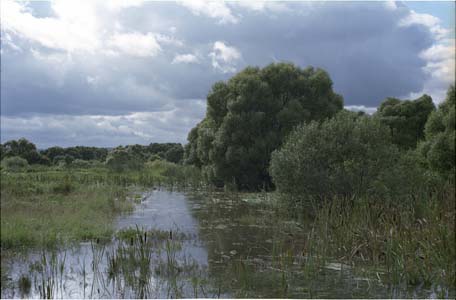 Затопленное наводнением поле и лес в окресности города Жуков на реке Протва близ пионер-лагеря "Солнечный" позже им. Жукова (ныне ликвидирован)