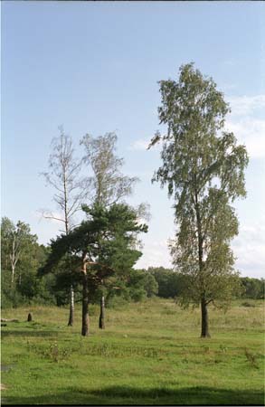 Поле и лес в окресности города Жуков на реке Протва близ пионер-лагеря "Солнечный" позже им. Жукова (ныне ликвидирован)