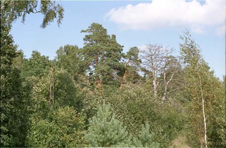Лес в окресности города Жуков на реке Протва близ пионер-лагеря "Солнечный" позже им. Жукова (ныне ликвидирован)