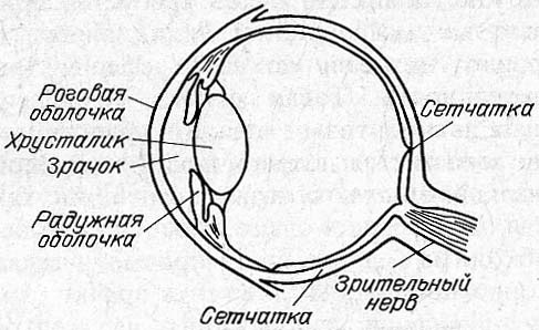 Схема глаза